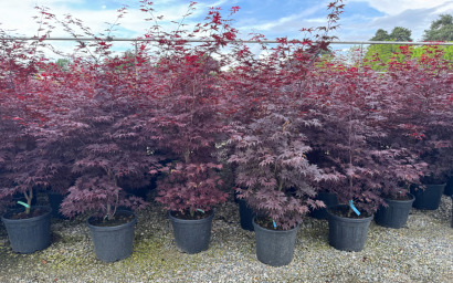 acer palmatum "bloodgood"